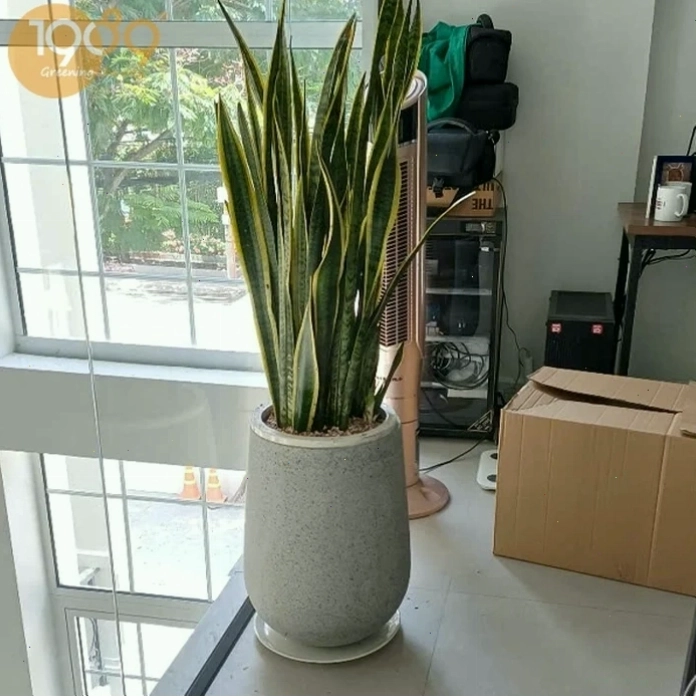 Cây Lưỡi Hổ với lá xanh mướt, là loại cây phong thủy phổ biến