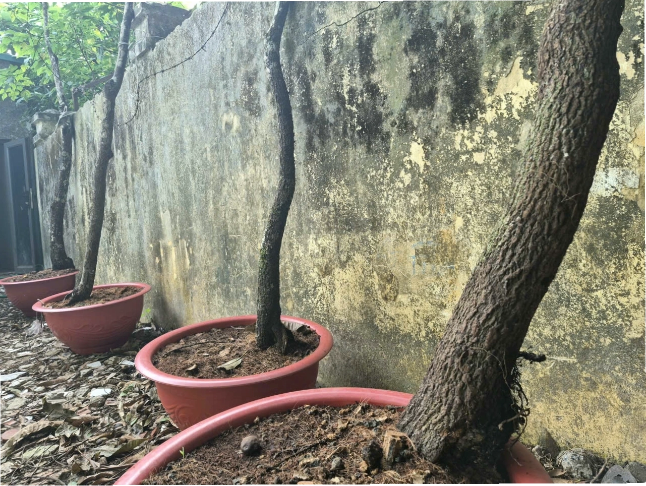 Cây muội hồng có đặc điểm lá xanh thẫm và thân gỗ xù xì