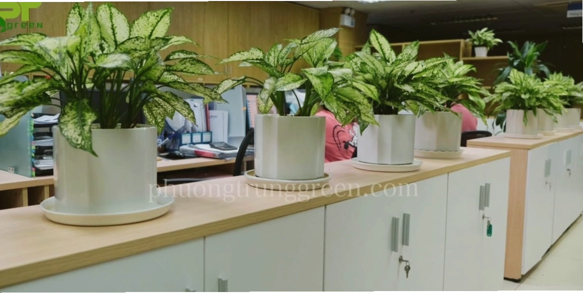 Cây Ngọc ngân trong dự án trang trí văn phòng Phương Trung Green thực hiện