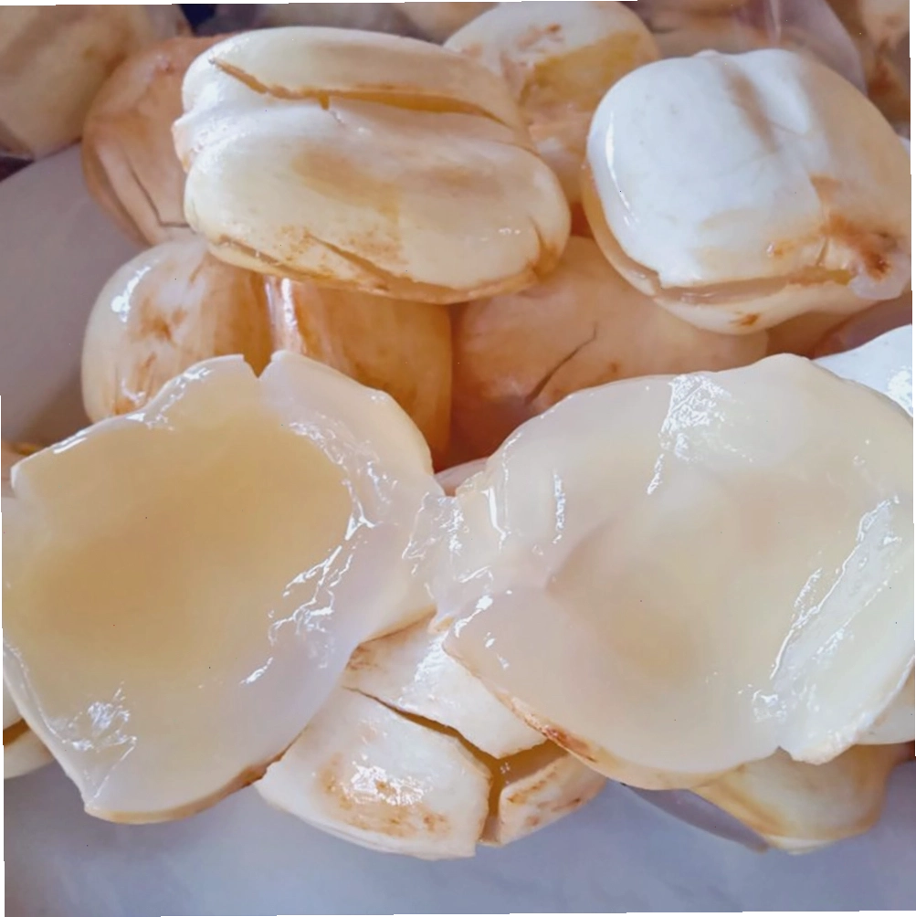 Cây thốt nốt cổ thụ xanh tốt tại An Giang