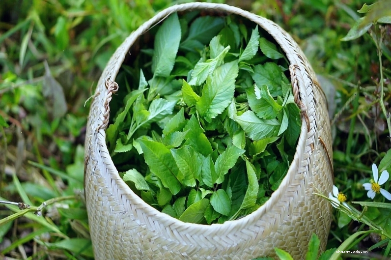Cây xuyến chi sau khi thu hái được phơi khô để làm dược liệu