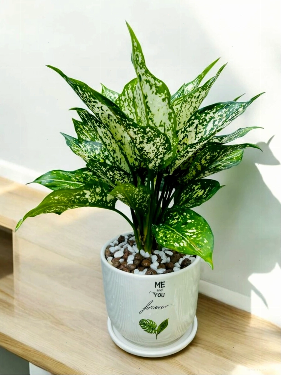 Chậu cây Ngọc Ngân - Top cây phong thủy được ưa chuộng nhất