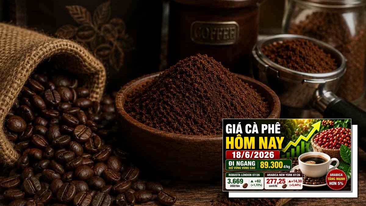 Giá cà phê hôm nay 03/09/2026: Biến động và dự báo