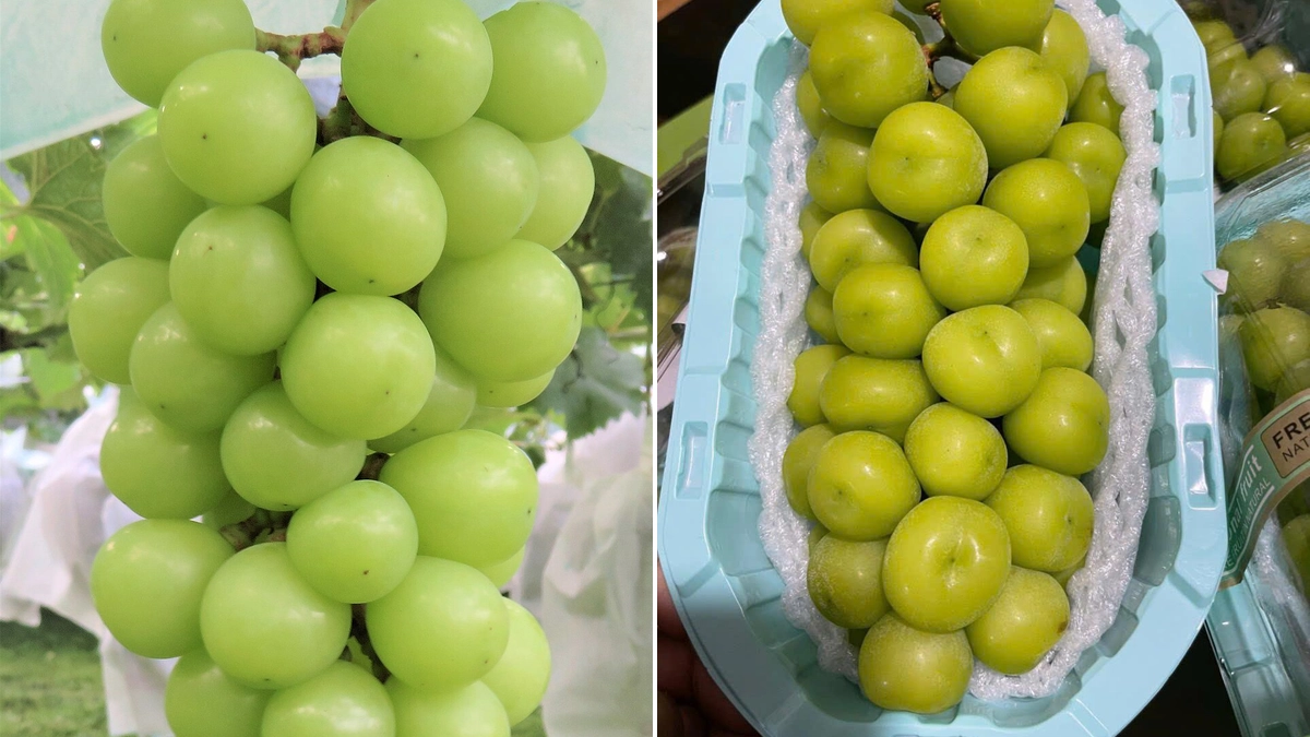 Nho Mẫu Đơn: Vẻ Đẹp Xanh Mịn và Hương Vị Đặc Trưng Từ Việt Nam