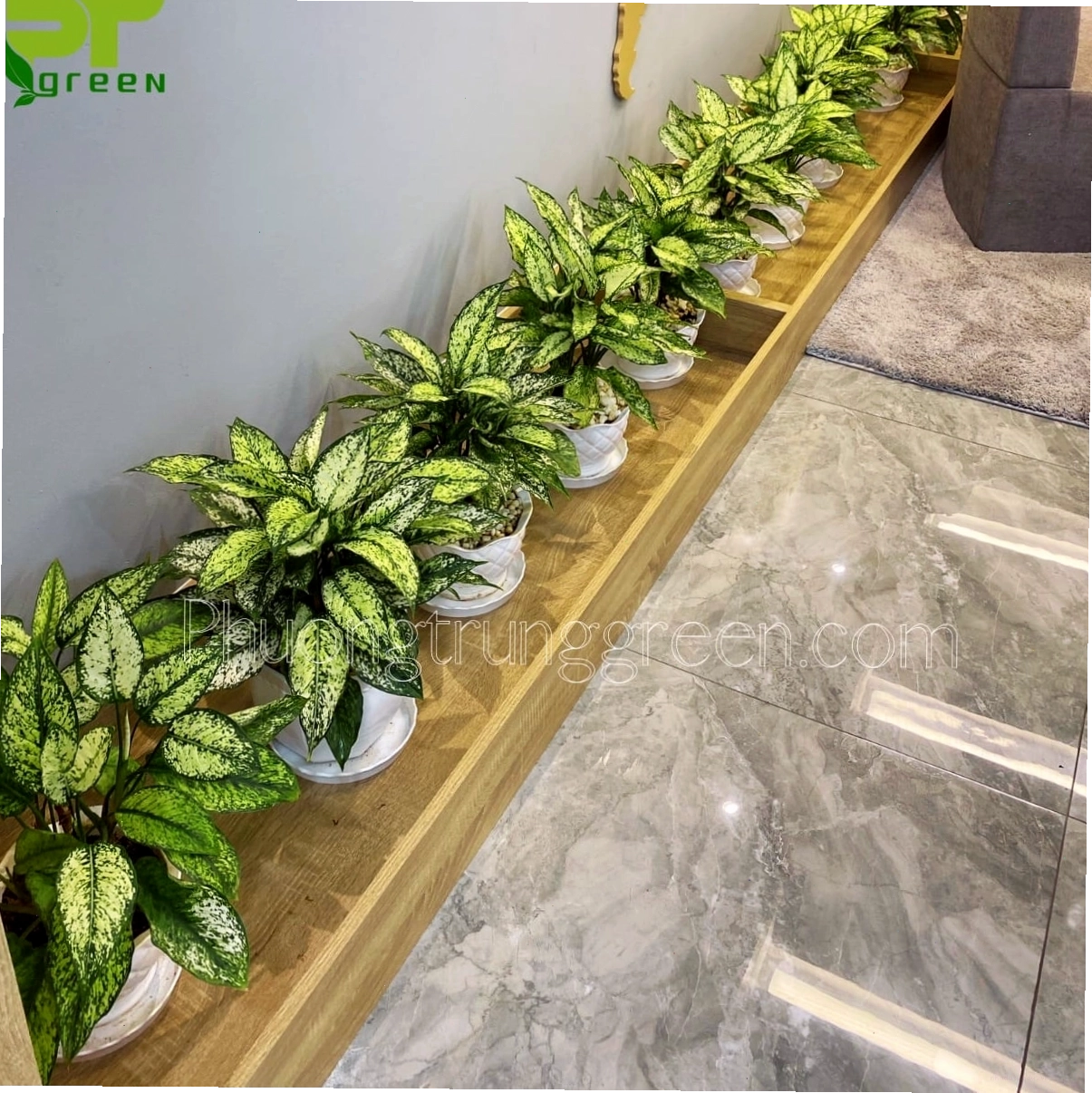 Phương Trung Green cung cấp cây Ngọc Ngân cho khách hàng